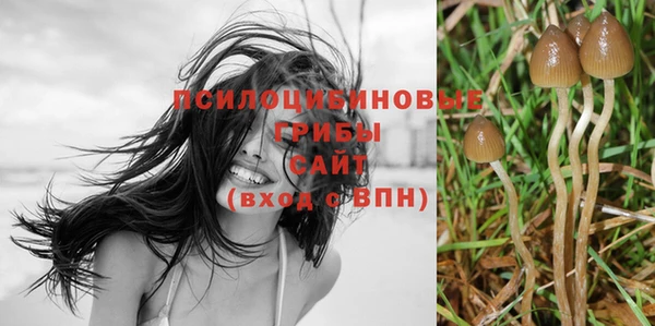 стаф Корсаков